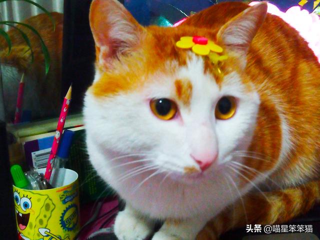 怎么确定猫认主人了咕噜咕噜:我对猫咪可用心了，它有哪些表现才能证明把我当主人了呀？