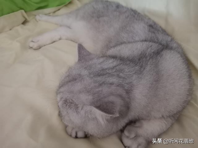 新手养猫注意事项两个月:新手养猫应该准备和注意什么？另外猫咪除了猫粮还可以吃什么？