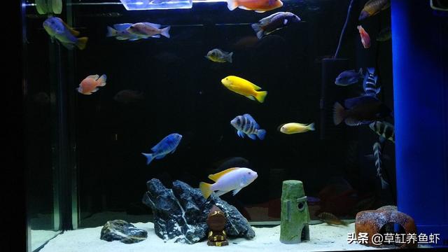 鼠鱼和杂鲷鱼混养:孔雀鱼、鼠鱼、玛丽鱼、观赏虾，这四种能混养吗？