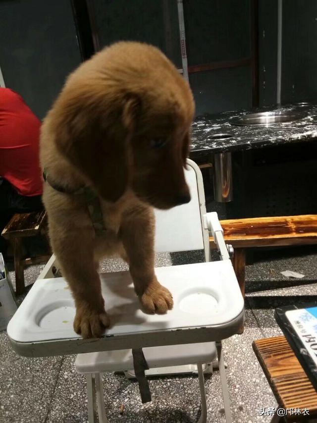 松狮犬视频:你养的第一只小动物是什么？