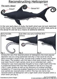 旋齿鲨vs邓氏鱼视频:邓氏鱼vs巨齿鲨现实中的视频 科学家发现的螺旋状牙齿化石，究竟属于什么生物？是上古海怪吗？