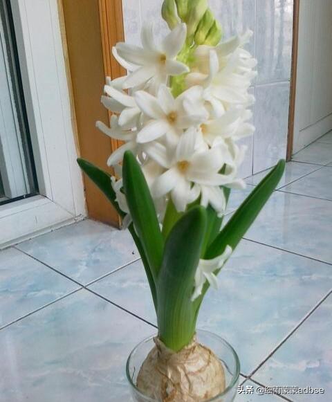 头条问答 风信子美吗 17个回答