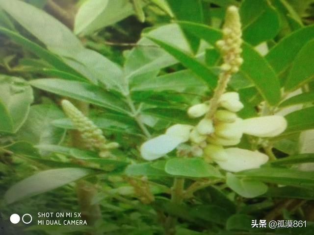 素力高海藻粉型号规格:种植三年牛大力施什么钾肥好？