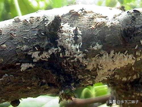 樱桃树干留焦十大名狗怎么治:冬季怎样消灭樱桃桑白蚧？