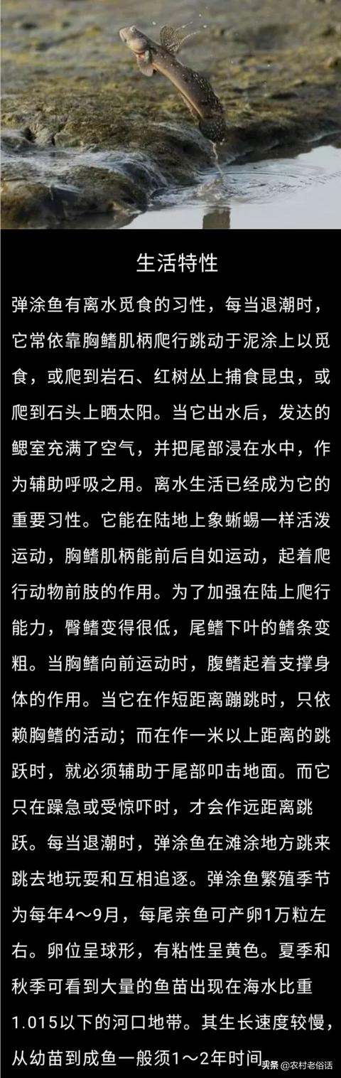弹涂鱼图片:弹涂鱼图片为什么会爬树 农村水塘有一种会上树、能爬山的鱼，是真的吗？是什么鱼呢？