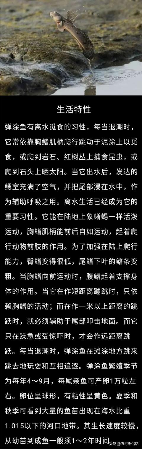 跳跳鱼究竟长啥样，农村水塘有一种会上树、能爬山的鱼，是真的吗是什么鱼呢