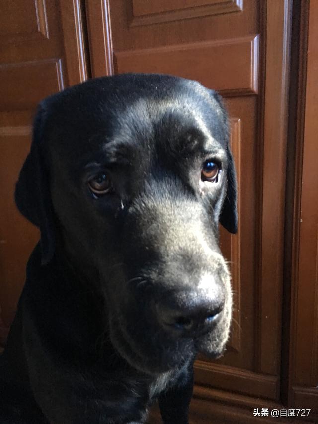 拉布拉多犬图片:拉布拉多犬有什么可怕之处？