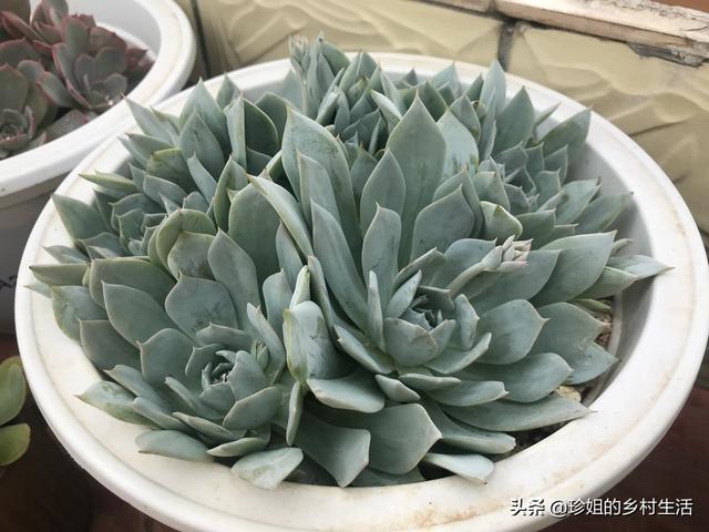 108种长生草属多肉植物图鉴:多肉开花，该不该“辣手摧花”？