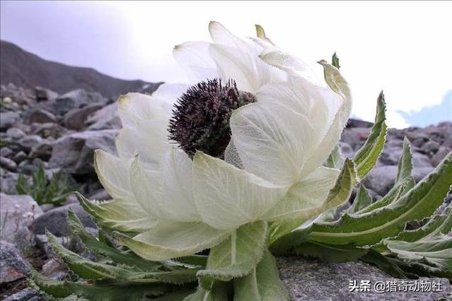 南美林猫你真的了解吗:为什么雪莲长在雪山上不怕冷，雪莲果难道不是雪莲花的果实吗？