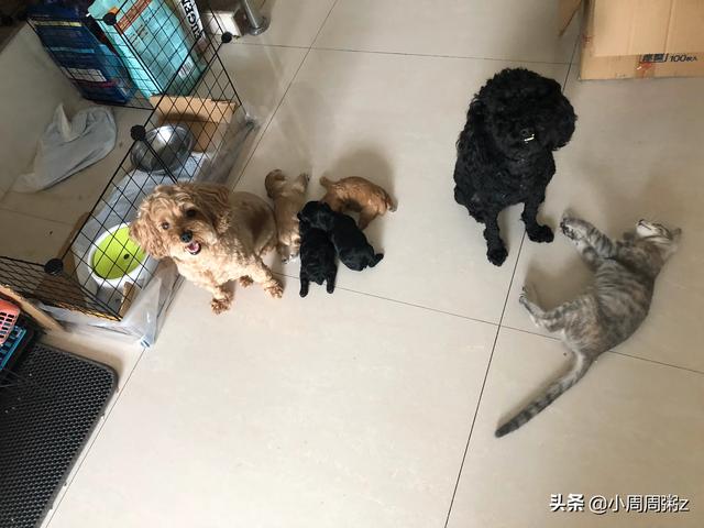 蝙蝠猫猫与超级狗狗:求问猫更好养还是狗更好养呢？