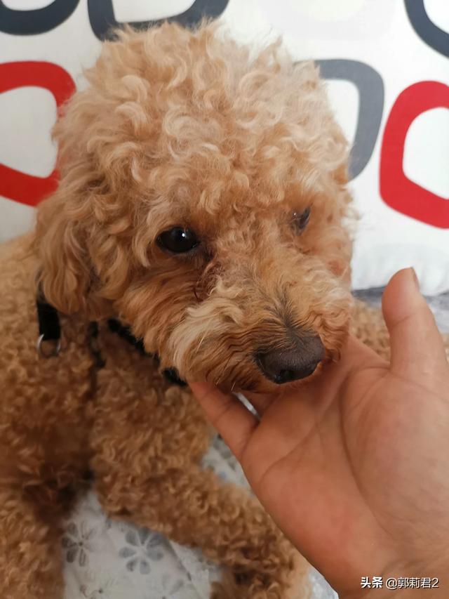 宠物店的金毛犬好养吗:第一次养金毛需要注意什么？