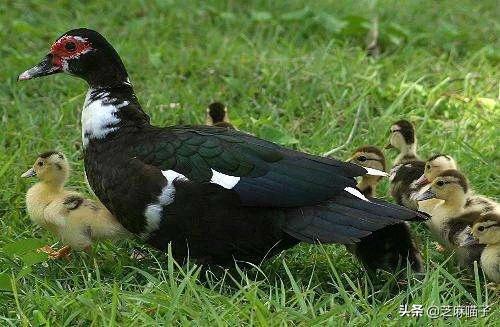 头条问答 - 腾鸭怎么做好吃?(13个回答)