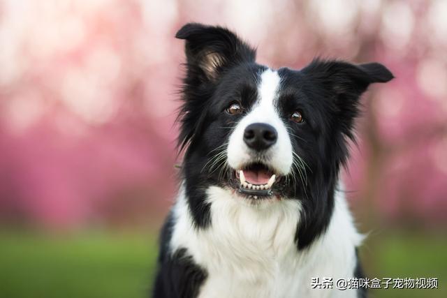 边界牧羊犬:边境牧羊犬价格多少钱一只 边境牧羊犬与其他狗狗相比，有什么优势？