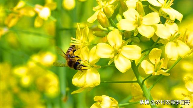 有关蜜蜂的知识简解:蜜蜂养殖需要哪些条件和注意事项？