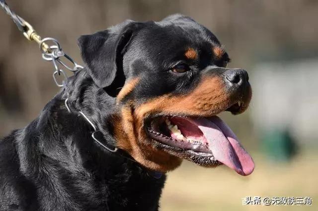 十大聪明犬排名马犬排名:世界排名前10种最聪明的犬是哪些？