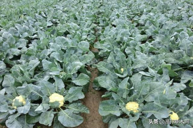 头条问答 农村种植白花菜 要注意什么 14个回答