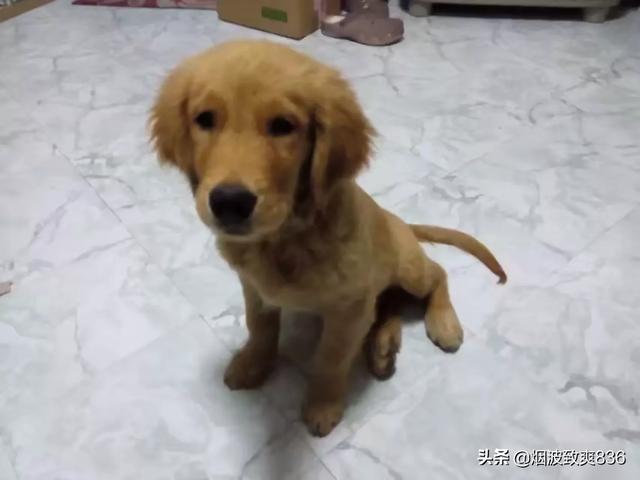 金毛狗狗图片:养拉布拉多和金毛，各自的优缺点是什么？