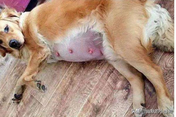 狗难产征兆:狗狗临产前的表现和准备？