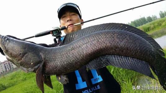 红尾鲶最大能长多大，淡水鱼中的黑鱼最大能长到多少斤？