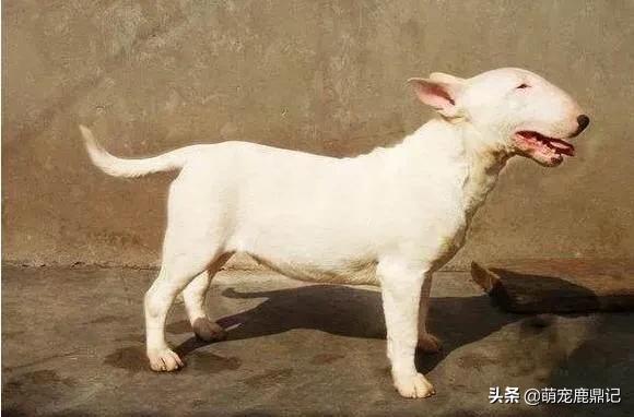 威尔士梗凶吗:狗狗年纪大了，就会经常凶自己的主人吗？为什么？