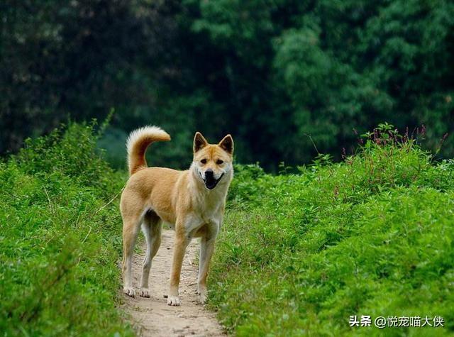 伯德梗和边境梗的区别:河南出台犬只禁养名录了，大家所在地域有类似的禁养规定吗？