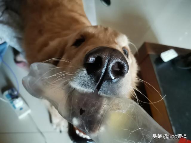 女生养猫好吗:女生的话，养猫和养狗哪个比较好？