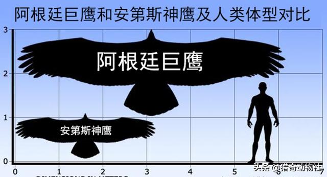 阿根廷巨鸟灭绝的原因:大老鹰驮着一个120斤的成年男子，可以飞上天吗？