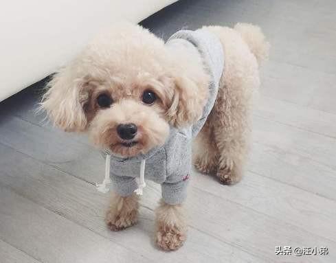话说有人记得比高犬吗总觉得他是恭子最后知...:为什么有人说不要轻易养泰迪犬，养它有什么“危害”呢？