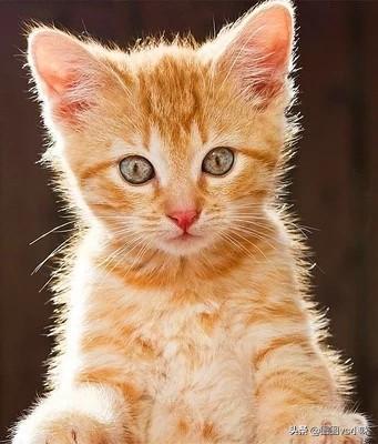 猫一直打喷嚏喷出大坨鼻屎:宝宝刚出生不久，经常发现鼻腔里有鼻屎，但又不敢抠，该怎么办？ 猫咪打喷嚏喷出大块鼻屎什么病