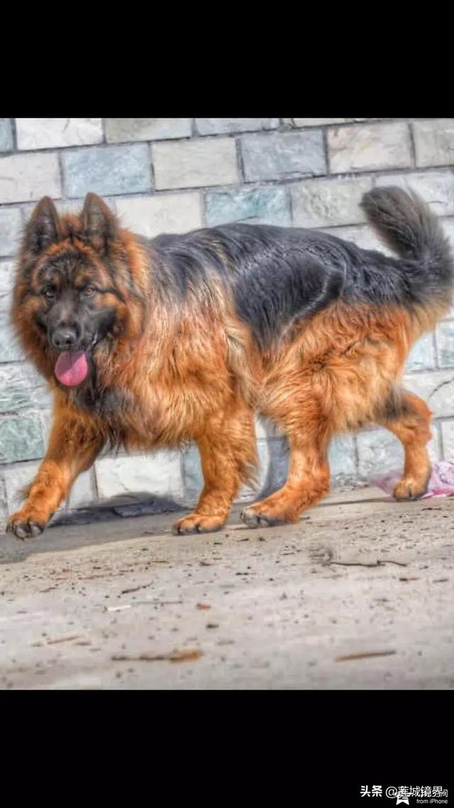 中国牧羊犬网:在中国，有哪些常见的工作犬种？