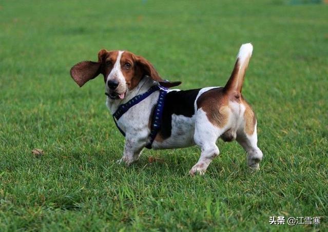 标准波音达猎犬图片:世界上嗅觉最好的是什么犬？