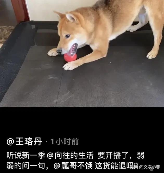 明星宠物狗图片大全:为什么有些女演员喜欢养狗？