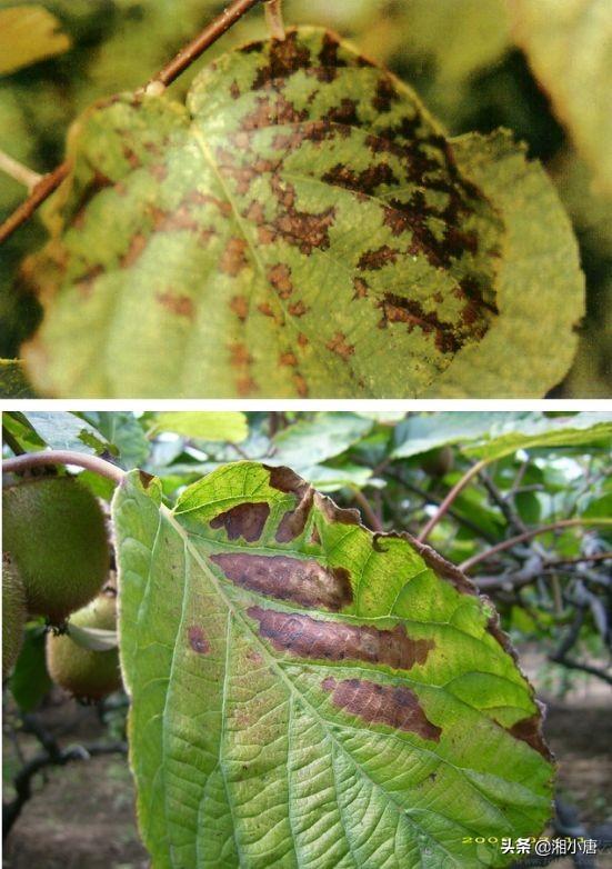 头条问答 - 高温,高湿多雨猕猴桃易得炭疽病吗?如何做好预防措施?