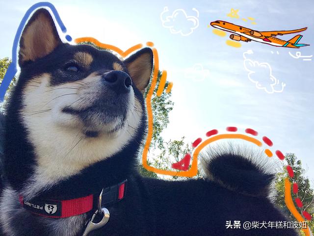 柴犬智商6:“戏精”柴犬的活动量如何，值得饲养吗？