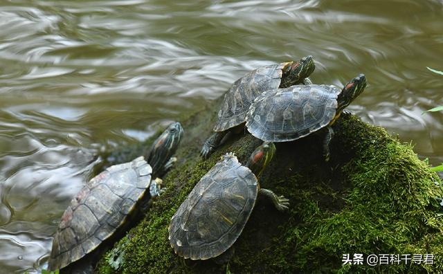 巴西龟为什么不能放生，都说鳄龟、巴西龟放生没有天敌，为什么浙北地区没有泛滥
