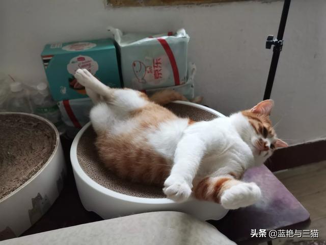 你们的猫咪性格好吗？