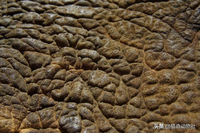 侏儒象:一只科迪亚克棕熊，东北虎和非洲雄狮如果合力能捕杀一头亚洲象吗