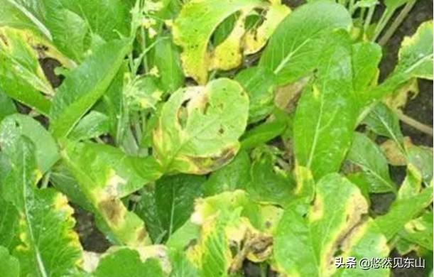 十字花科蔬菜软腐病:十字花科蔬菜软腐病的防治措施包括 立秋后，农作物必须小心哪几种虫害？