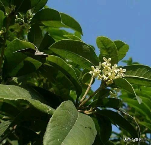 桂花品种:不开花怎样知道桂花品种？