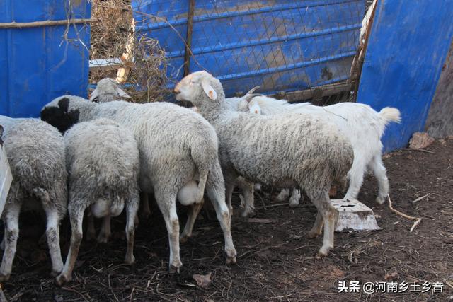 纯种巨型公羊兔:在农村养殖什么最稳，成本低又能赚钱？