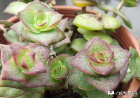 多肉乙女心图片:怎样才能把多肉钱串养“胖”？