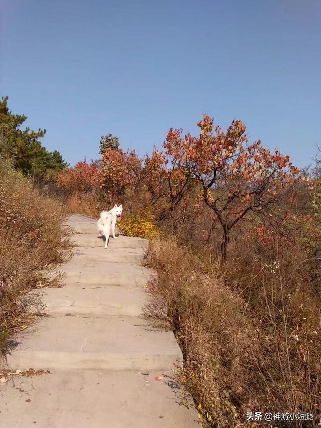 宠物地带最忧伤狗:失去了心爱的宠物，怎么才能走出这段痛苦煎熬的时光？