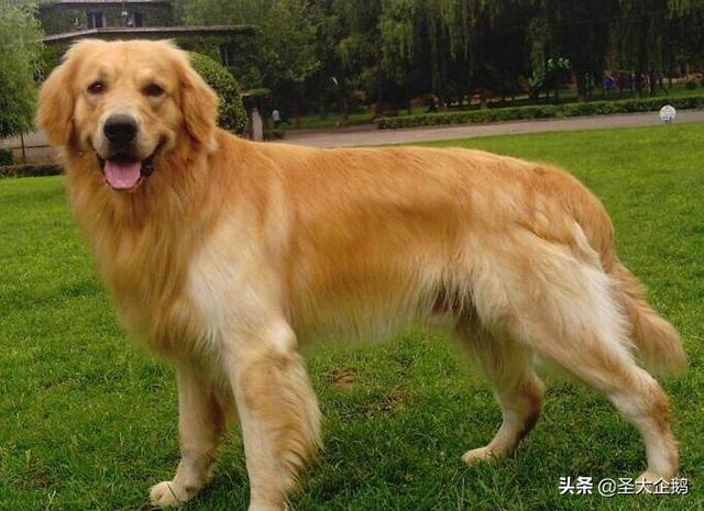 两岁金毛犬价格:2018年金毛犬幼犬的价格是多少？有哪些购买渠道？
