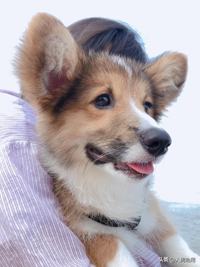 为什么有人说最好不要养3个月以内的小奶狗？插图3