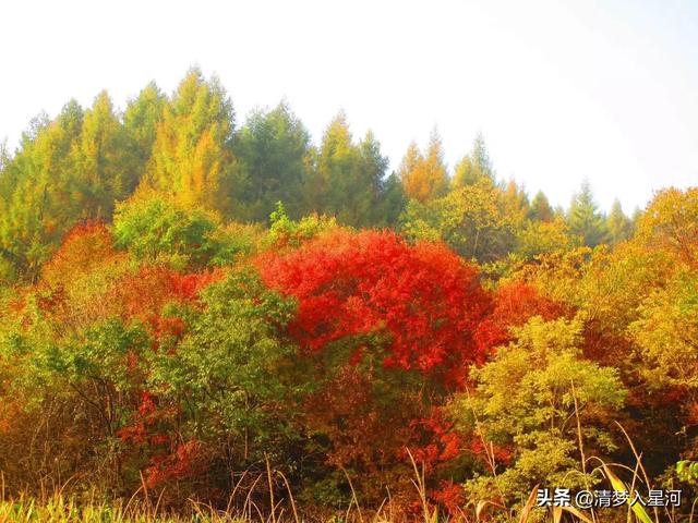 灰蓝山雀在哪购买:大部分人拍鸟都是抓拍，抓拍飞鸟有什么技巧吗？