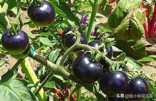 黑金刚壮阳，黑番茄与普通番茄有什么差别怎么种植