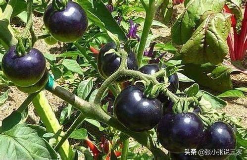 黑鳘鱼是什么:黑番茄与普通番茄有什么差别？怎么种植？