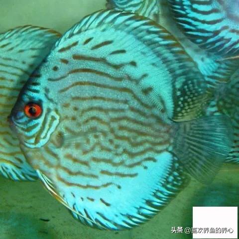 七彩神仙鱼皇室蓝开灯养好吗