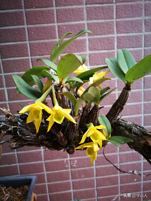 石斛图片,石斛的种类包括哪些？作用各有何不同？