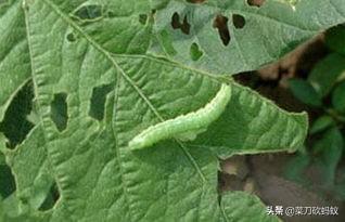 软腐病191:甜瓜细菌性果腐病如何预防和治疗？
